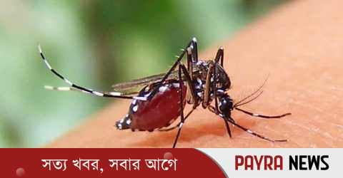 ডেঙ্গুতে আরও ৪ জনের মৃত্যু, নতুন রোগী ভর্তি ২৪৭