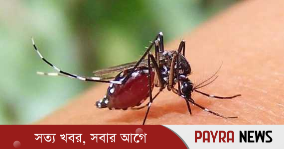 ডেঙ্গুতে আরও ৪ জনের মৃত্যু, নতুন রোগী ভর্তি ২৪৭