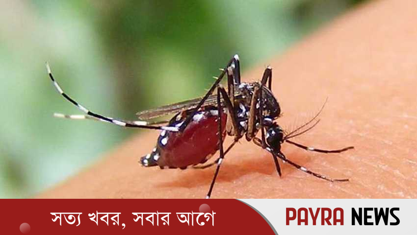 ডেঙ্গুতে আরও ৪ জনের মৃত্যু, নতুন রোগী ভর্তি ২৪৭