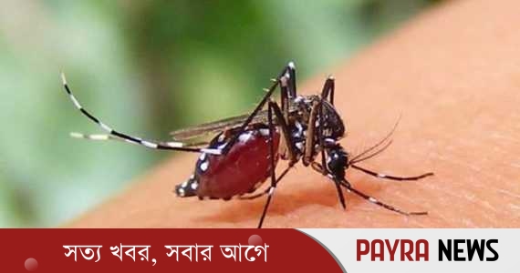 দেশে ডেঙ্গুতে আরও ৩ জনের মৃত্যু,হাসপাতালে ভর্তি ৩২৫