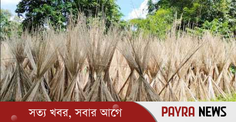 চুয়াডাঙ্গায় পাটকাঠির কদর বাড়ছে
