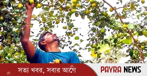 ঝালকাঠিতে ব্যবসা হারিয়ে কুল চাষে বাজিমাত