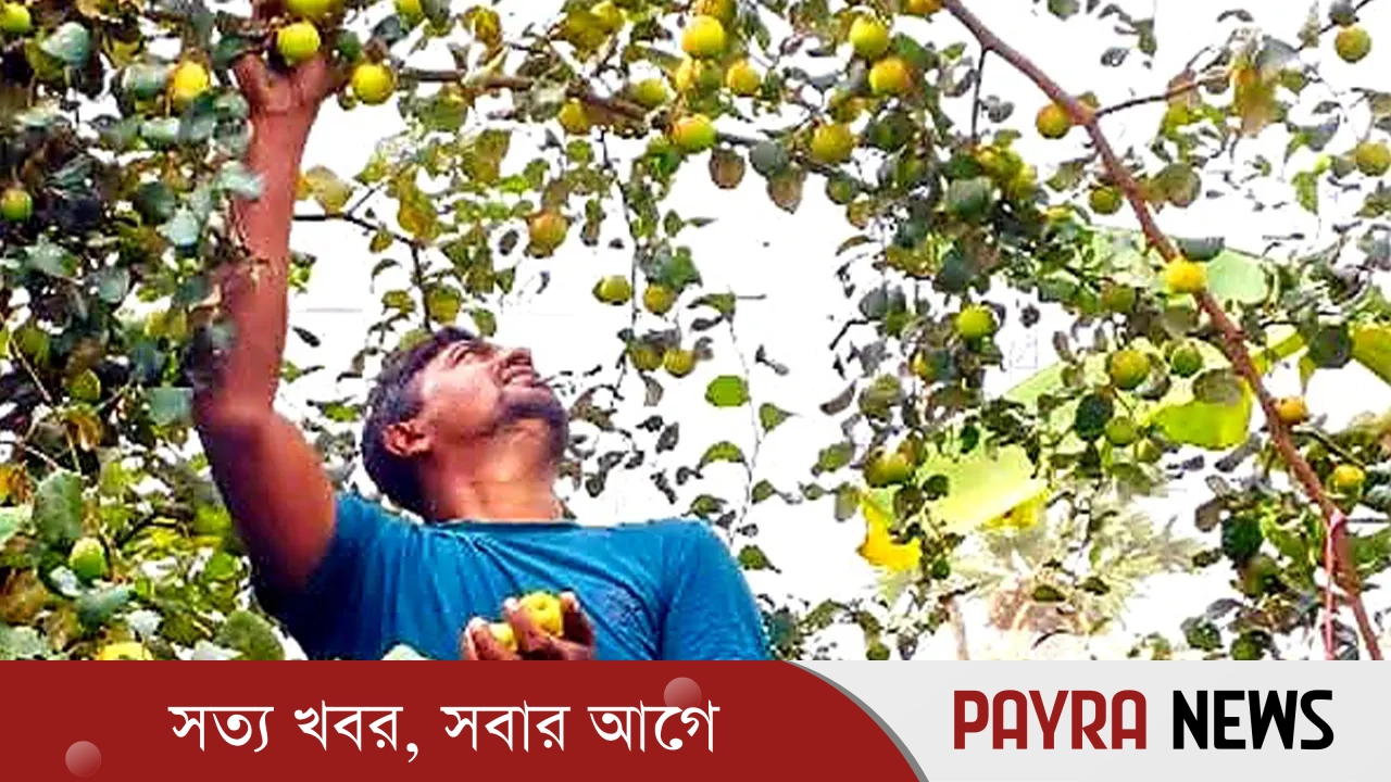 ঝালকাঠিতে ব্যবসা হারিয়ে কুল চাষে বাজিমাত