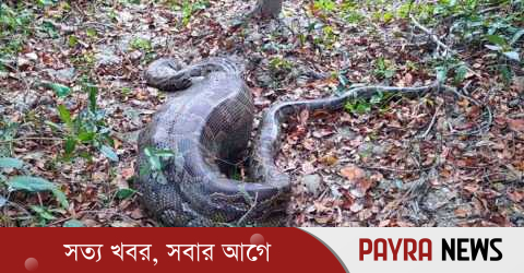 কৃষকের আস্ত ছাগল গিলে ফেলল সুন্দরবনের অজগর