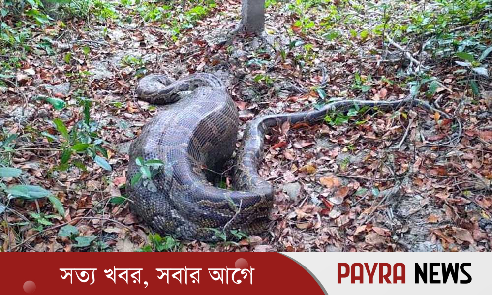 কৃষকের আস্ত ছাগল গিলে ফেলল সুন্দরবনের অজগর