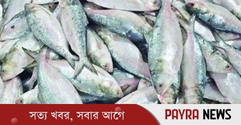 জাটকা সংরক্ষণ সপ্তাহ শুরু হচ্ছে আজ