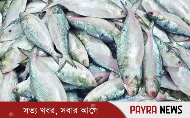 জাটকা সংরক্ষণ সপ্তাহ শুরু হচ্ছে আজ