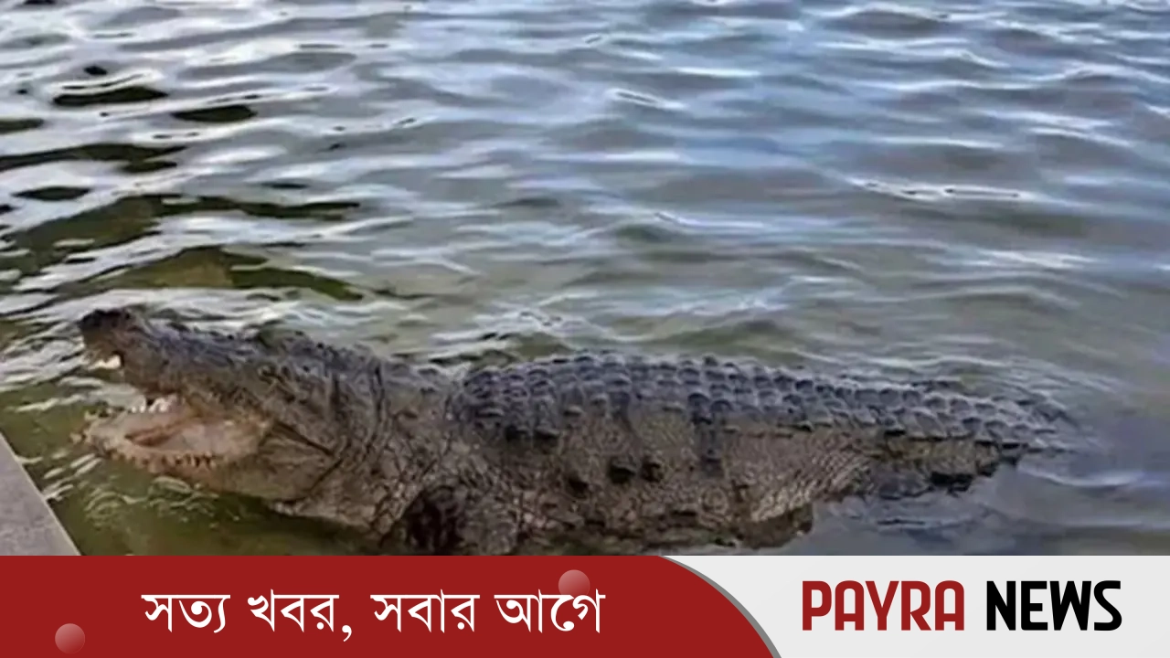 খানজাহান আলী মাজারের দীঘির কুমির সুন্দরবনে স্থানান্তরের সিদ্ধান্ত